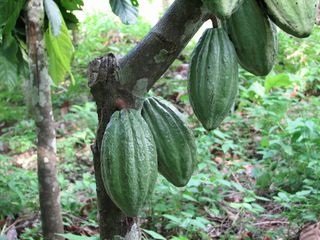 cocoa